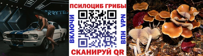 Галлюциногенные грибы Psilocybe  Купить  Алексин 